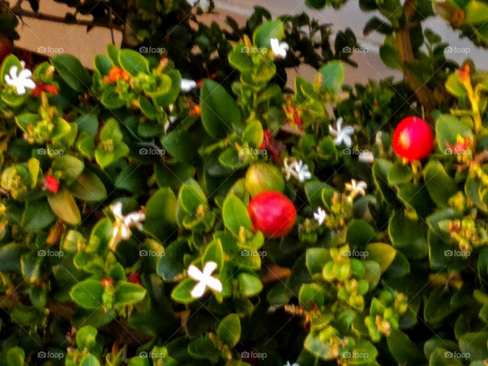 Ripening Crab Apples