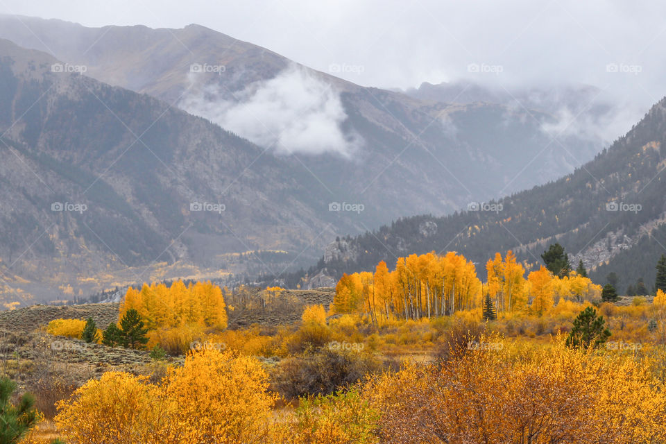 Beautiful fall foliage of golden yellow aspen trees around Twin Lakes. Clouds lingering with mountains in misty morning. Independence Pass Road, Colorado, USA. 