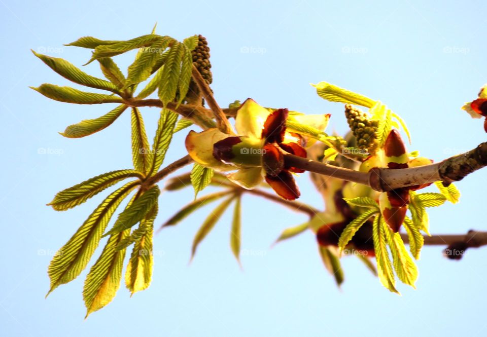 translucent leaves