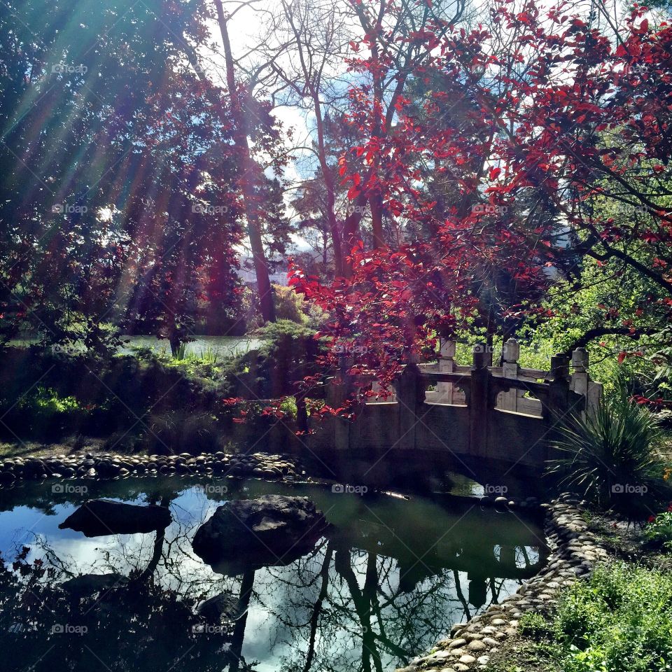 Stow Lake in Golden Gate Park. My morning runs along stow lake in the park