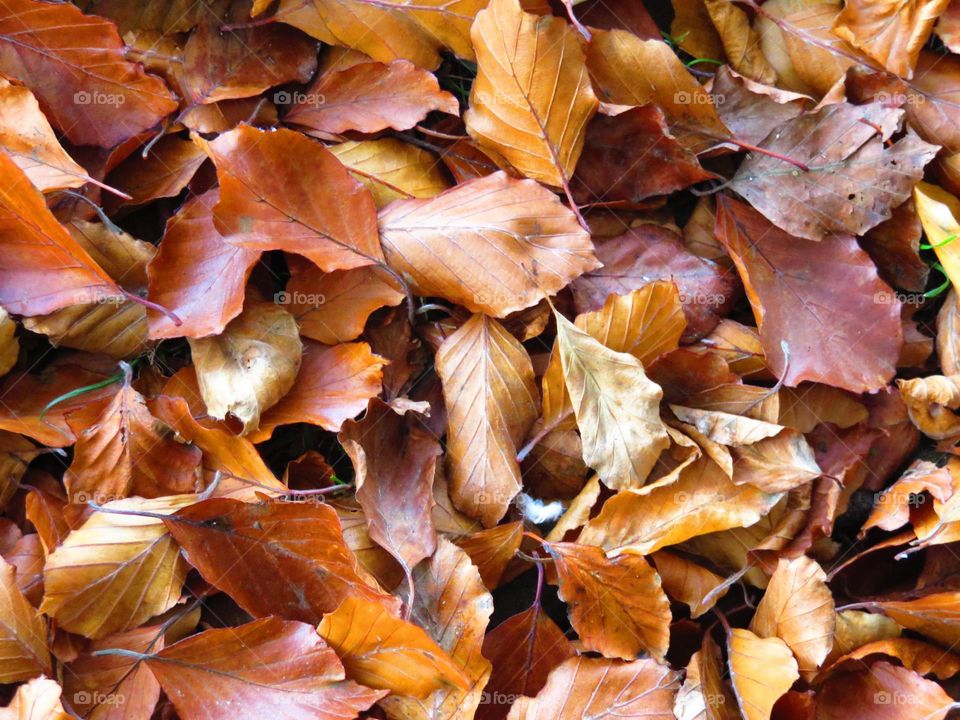 Close-up of autumn leaves