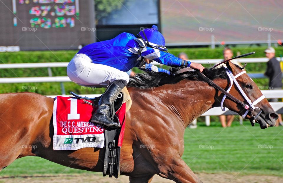 Questing wins the CC Oaks. Godolphin stables wins the Coaching Club stakes with Questing at Saratoga
Fleetphoto