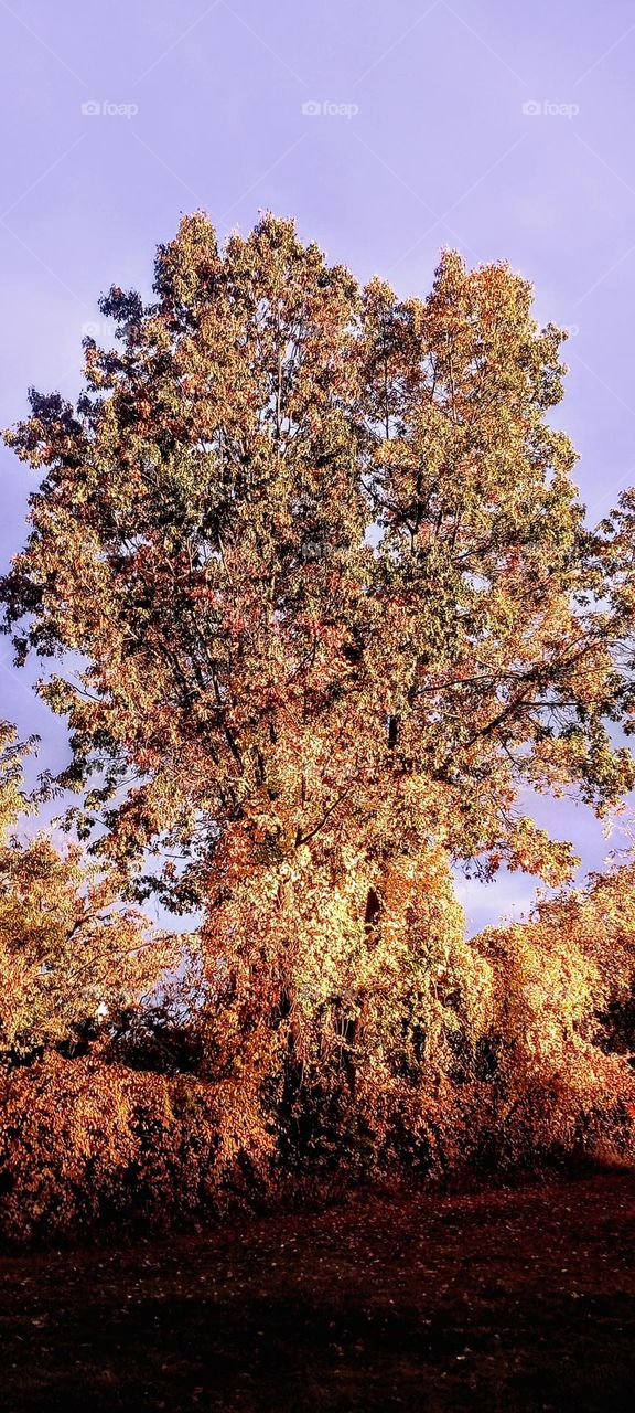 Colorful Autumn Tree