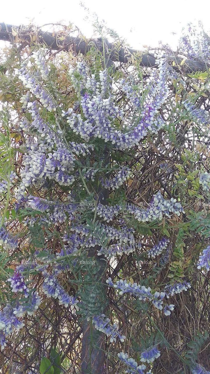 a beautiful photo of purple flower covering a gated fence