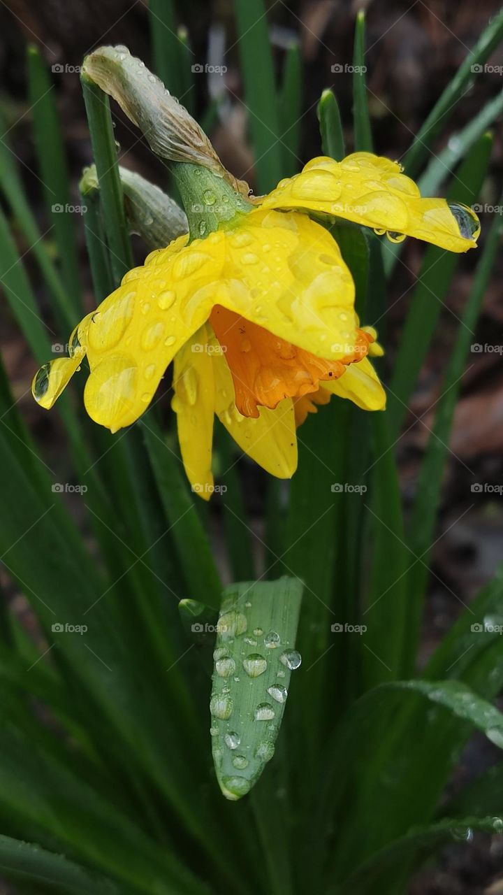Narcissus in the rain