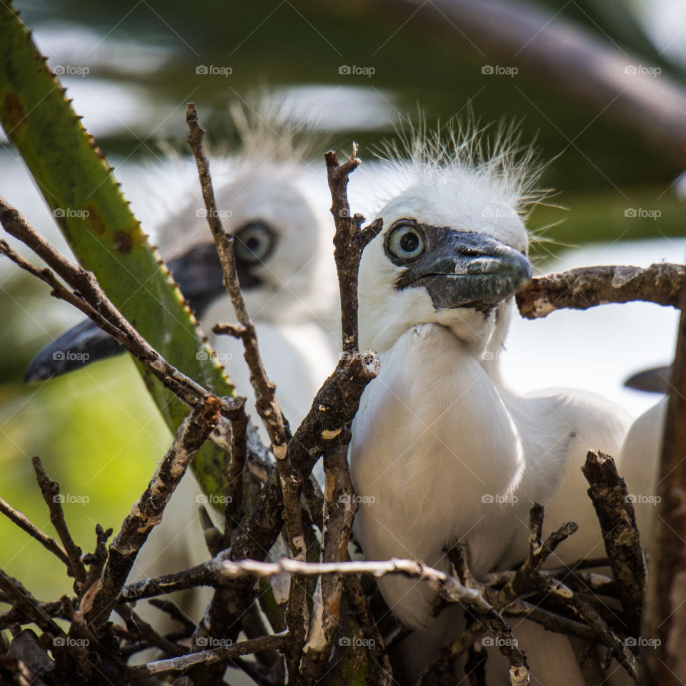 Baby egrets close up . Baby birds in the nest 