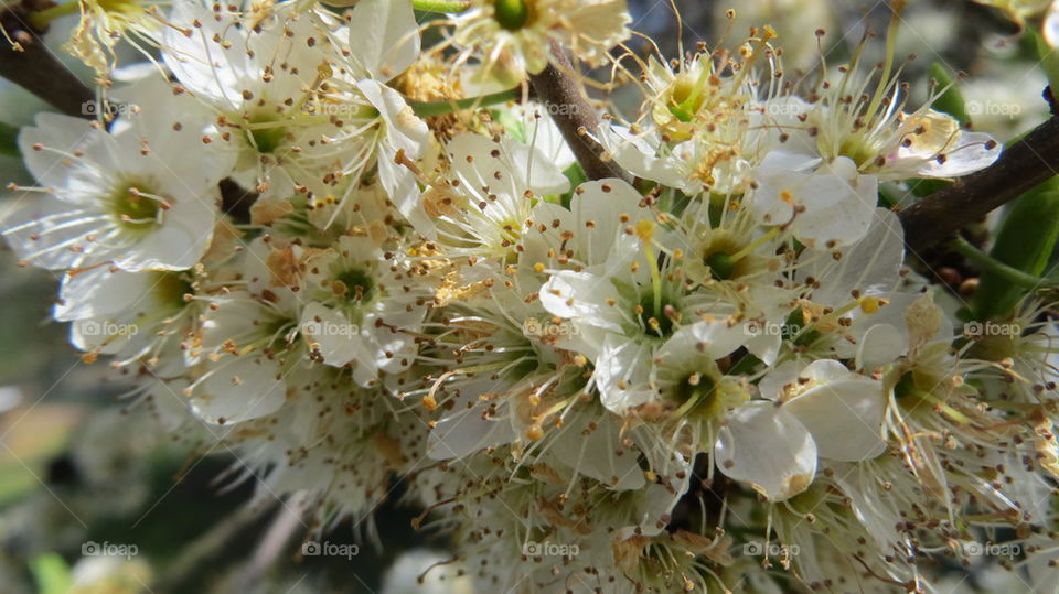 Close-up of white flowers