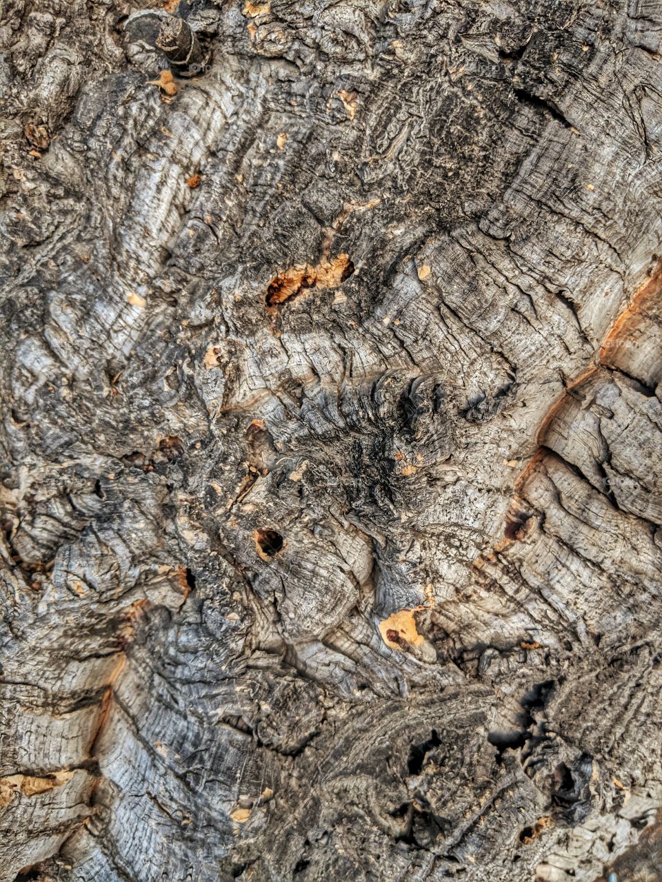 Closeup of Bark
