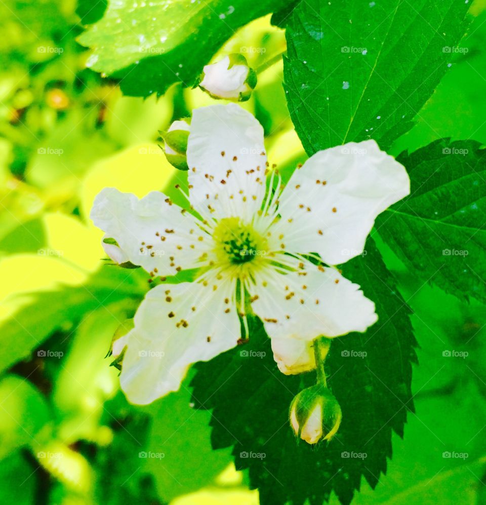 Tree conservatory flower