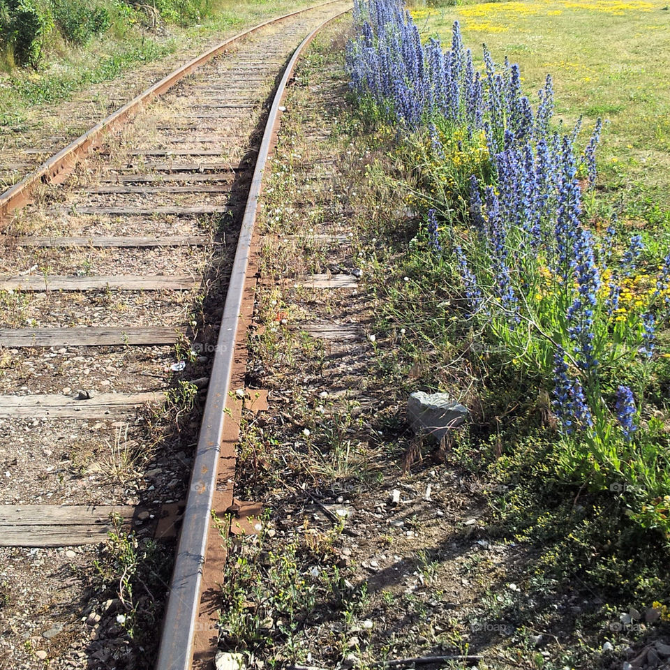 flowers nature train rail by rui.dellavanzi