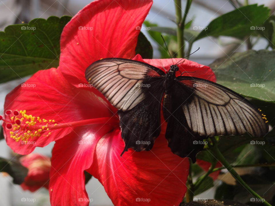 Large Butterfly on Red Flower