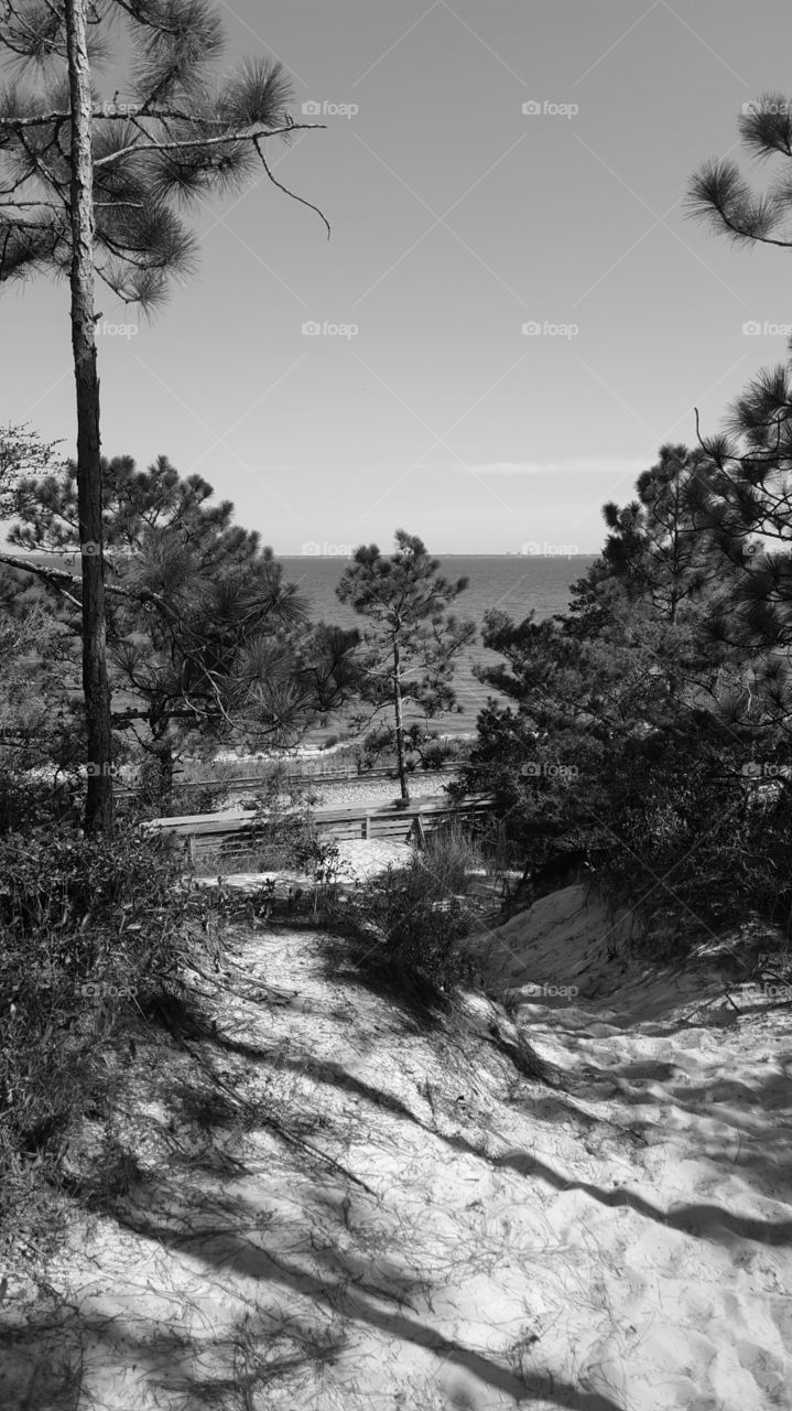 bluff view grayscale