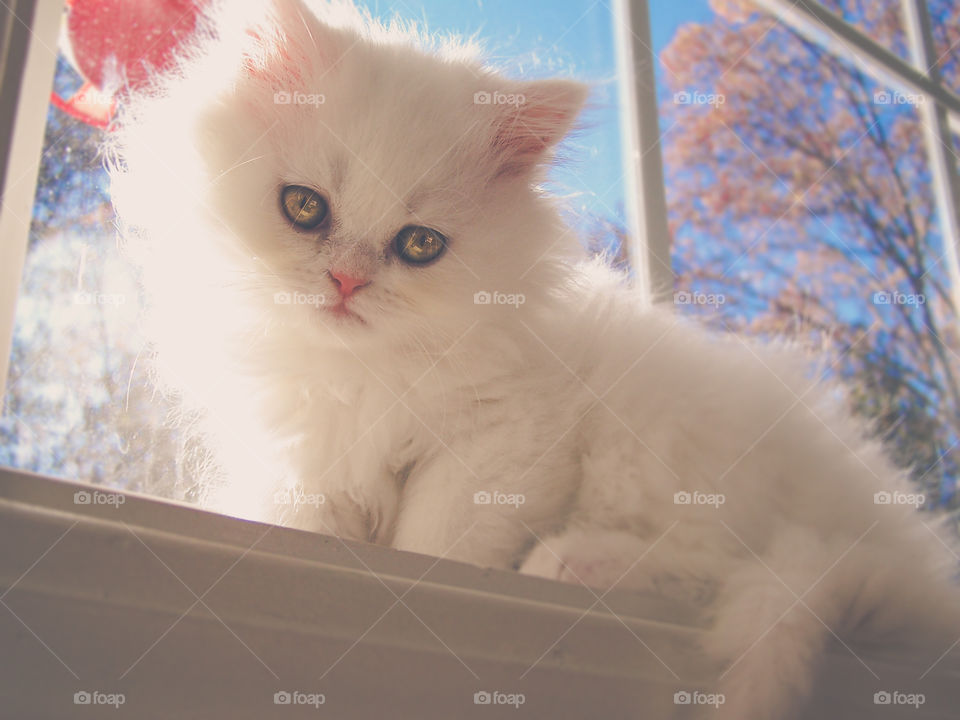 Cat sitting near Window