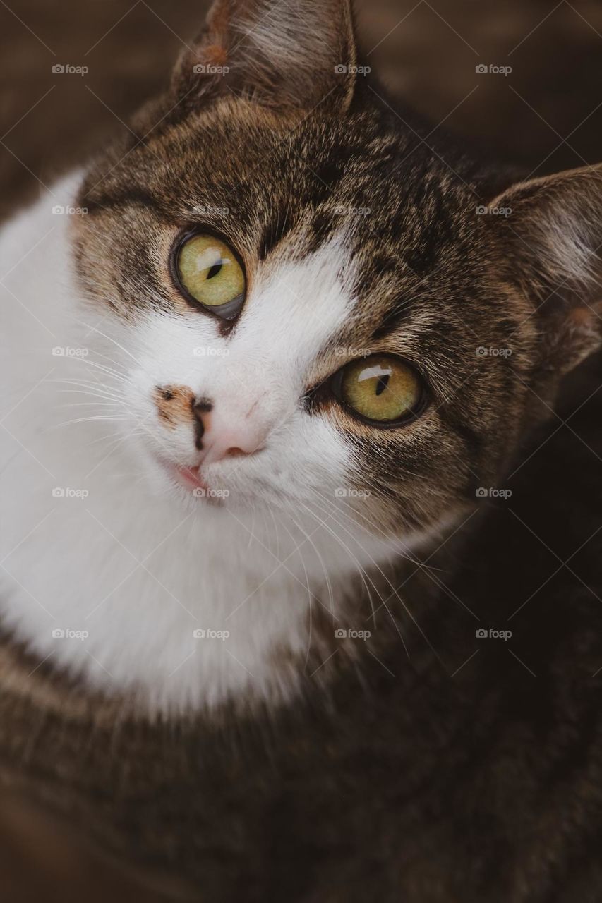 Close-up portrait of cat