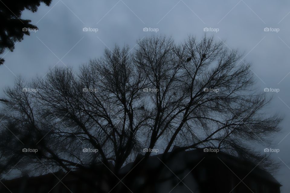 Tree, Winter, Landscape, Monochrome, Silhouette