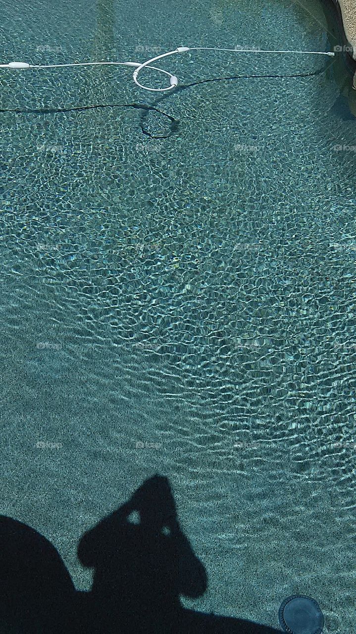 Shadow. Standing by the pool