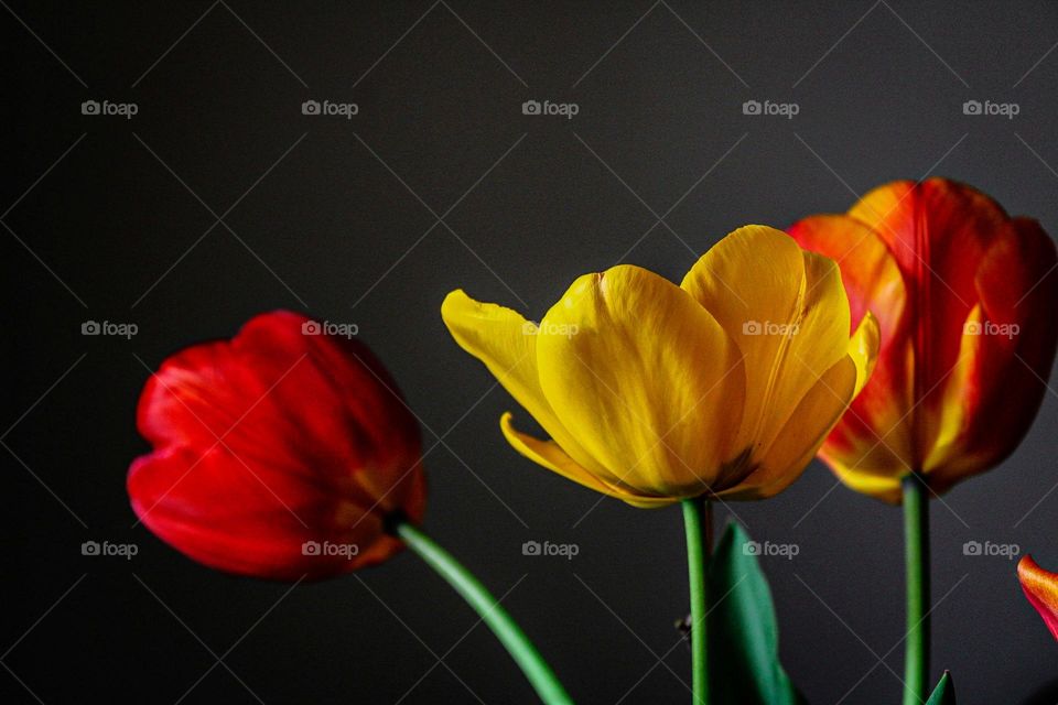 tulips