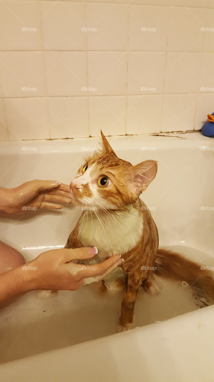 My cat waiting for me to rinse him off and let him out of the bath.