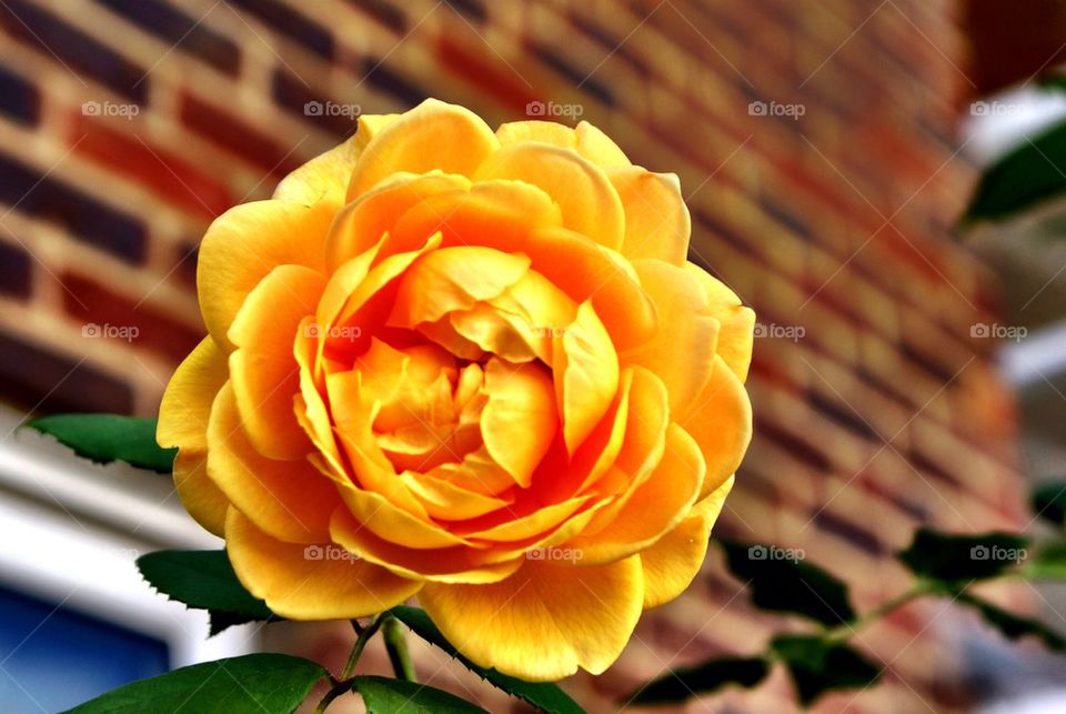 Yellow rose