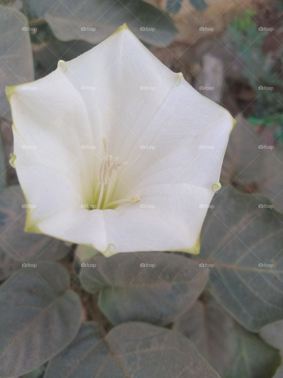 the Datura Flower white in colour looks very beautiful generally found everywhere fresh seasonal very poisonous species