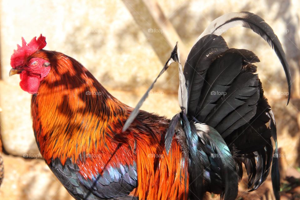 Close up of a colorful rooster in nature