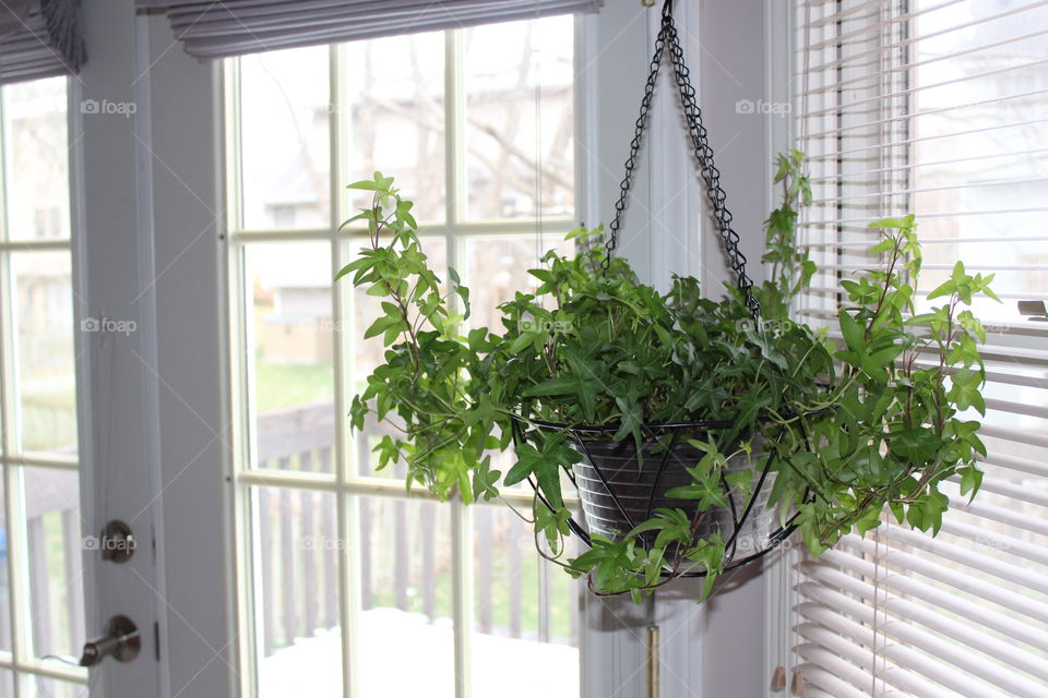 Houseplant hanging on window indoors