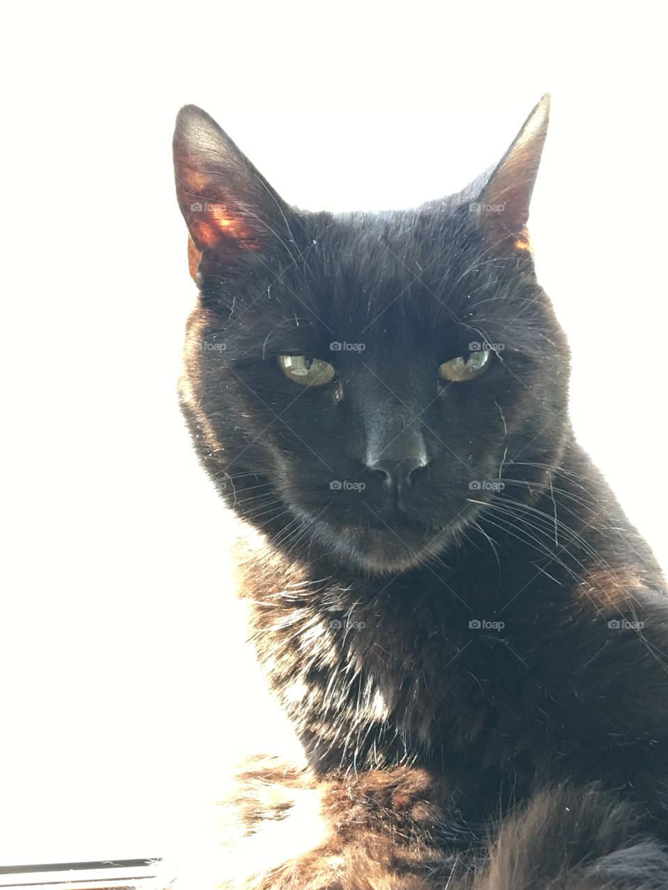 Black cat sitting in bright sunlight lit from behind. Sunlight brightly shining through cats ear as she looks at me.