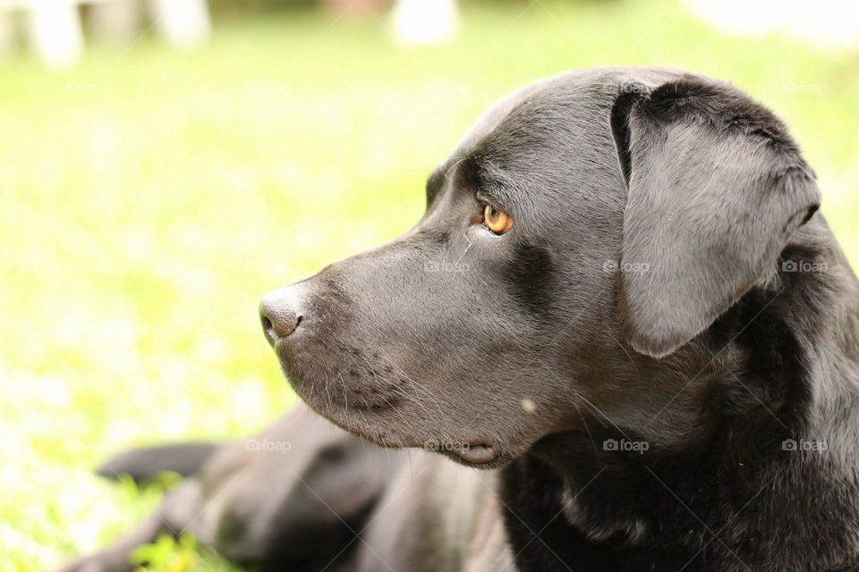 Black Labrador Dog with Green Background