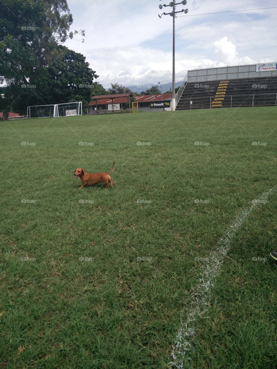 dachshund on the ground