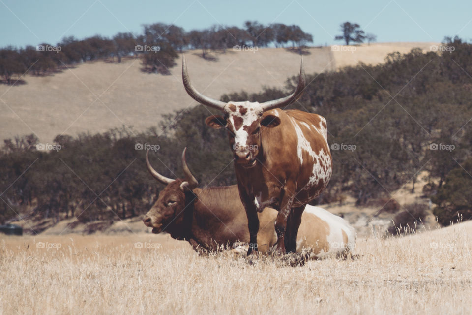 Beautiful and powerful Texas Longhorn cows sunbathing on a heating sunny day.