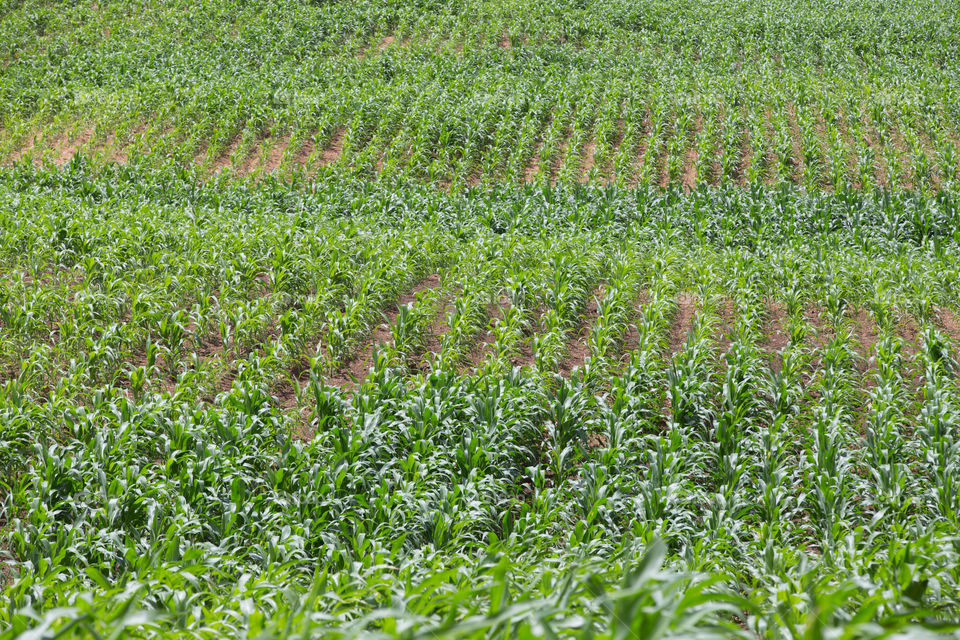 Agricultural farm 