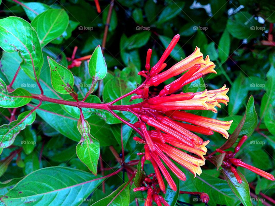 The intense flower of the fire bush.