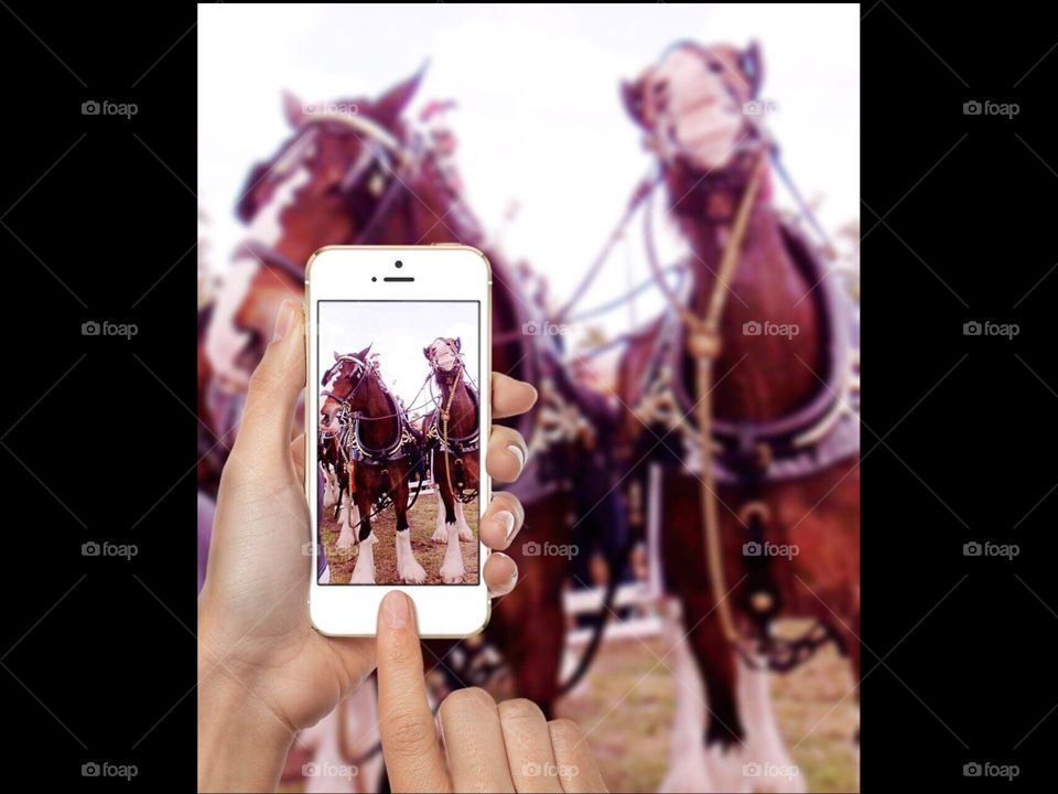 Smart phones and horses
