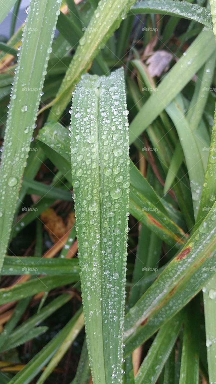 rain drops on the leaves of a lily