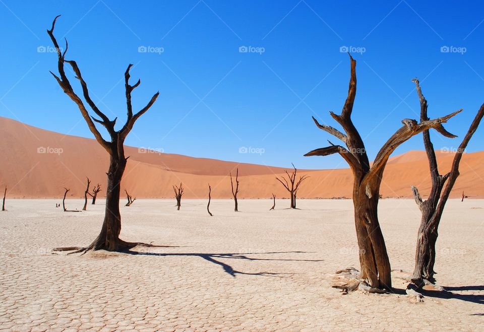 leafless dried tree desert