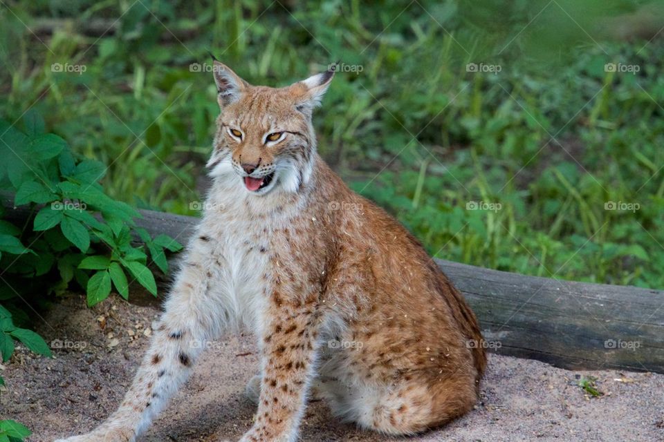 Lynx