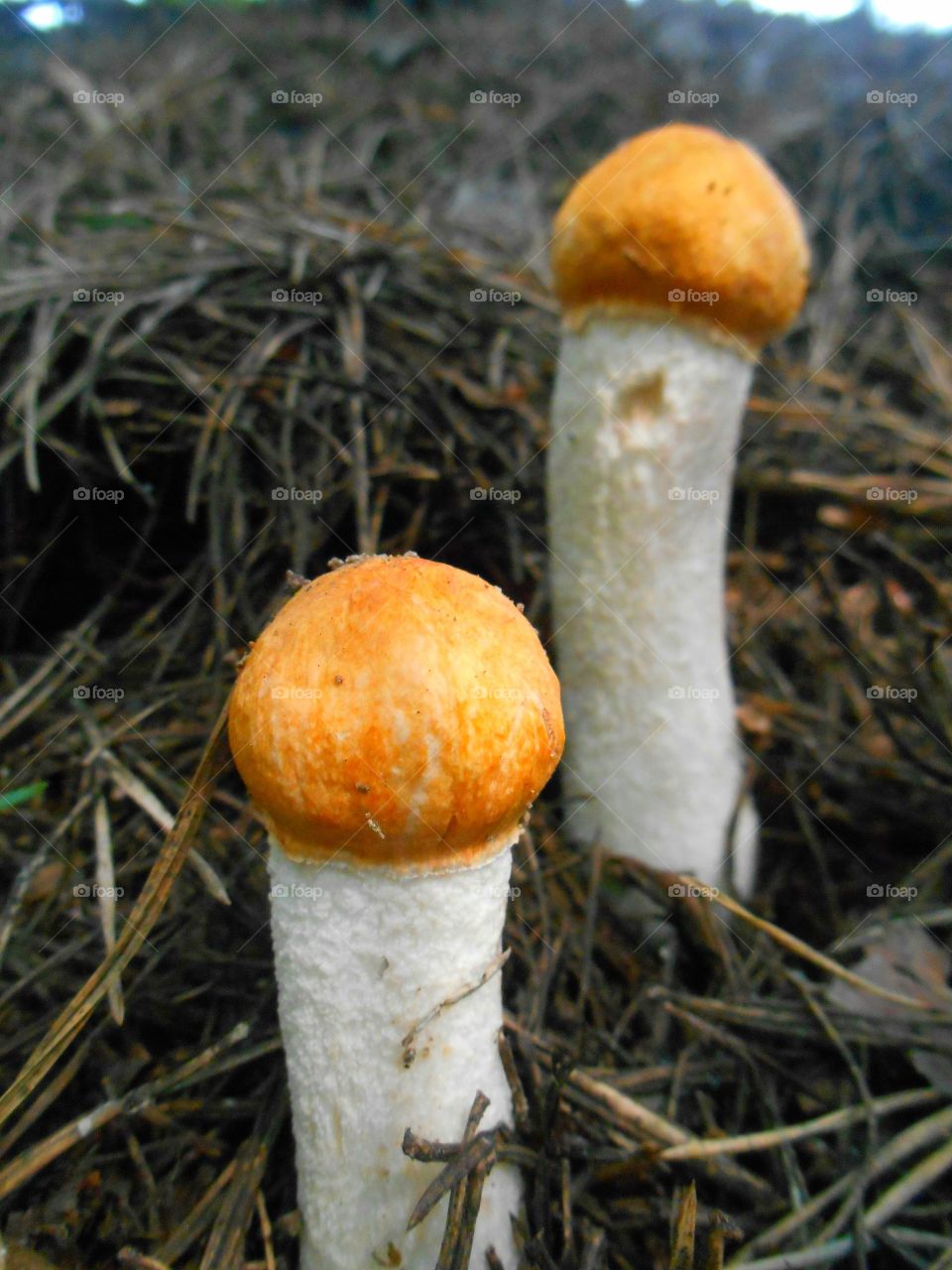 mushrooms