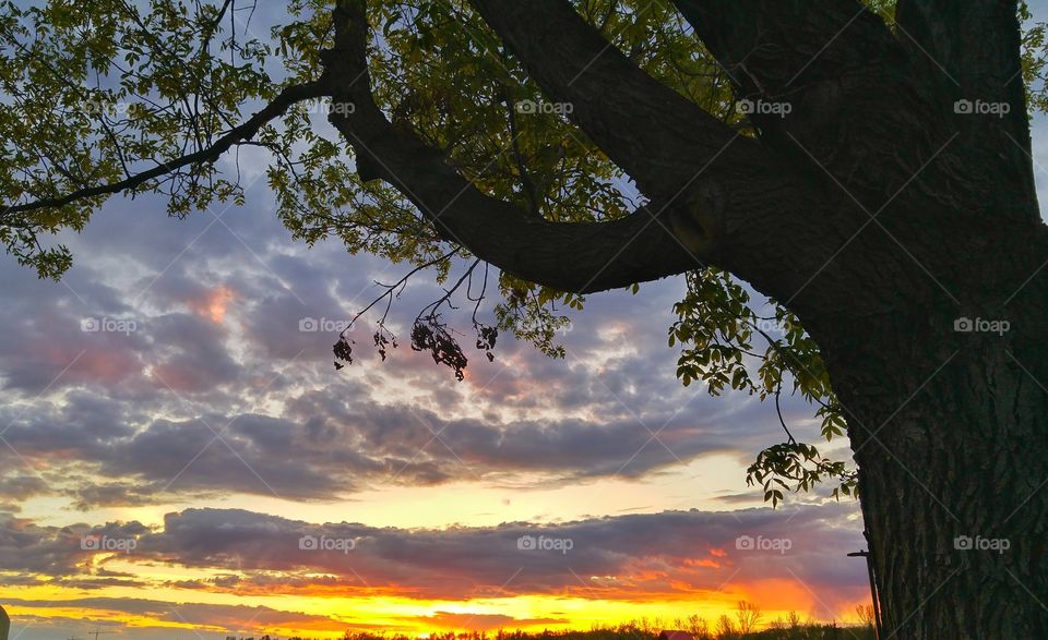 foreground to the sunset