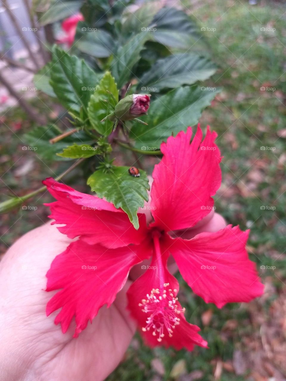 red hibiscus and ladybug 🌺🐞