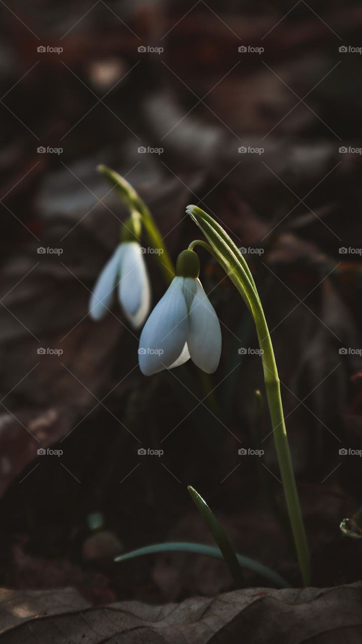 Snowdrops