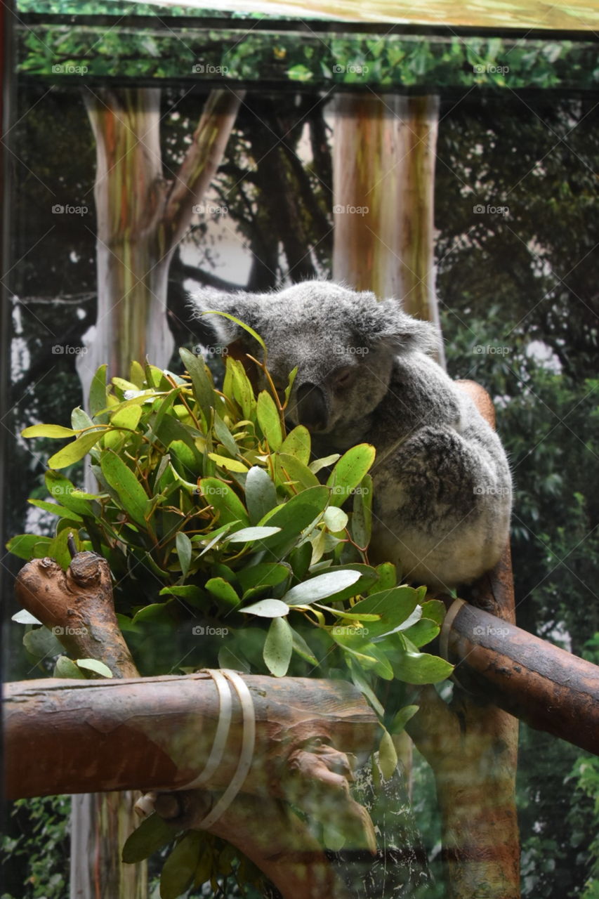 Koala munching on some greens