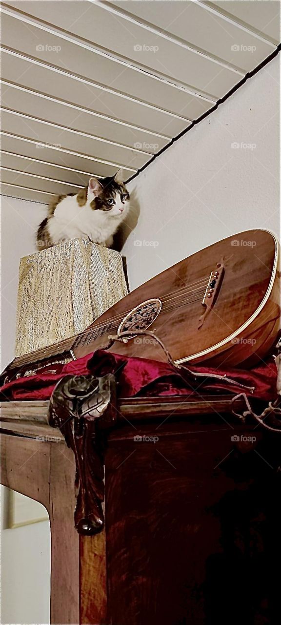 “Linda” the cat from “Bavaria” loves elevated places, the higher up the better such as this spot just below the ceiling on top of a box on a wardrobe next to a mandolin and she is infinitely curious to discover new things. 2023. Hypnotic Productions