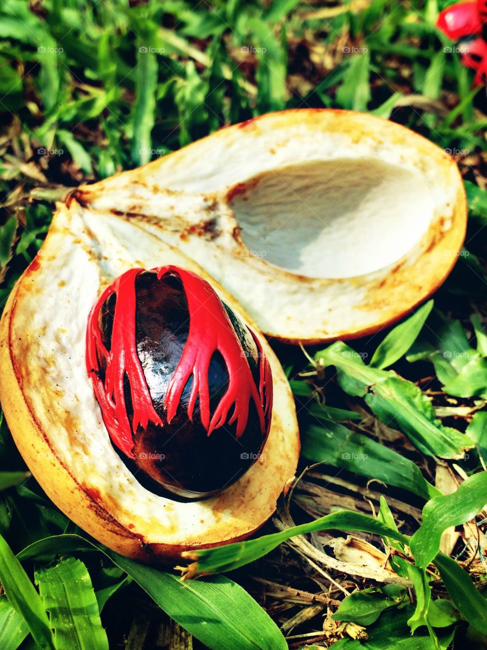 nutmeg seed