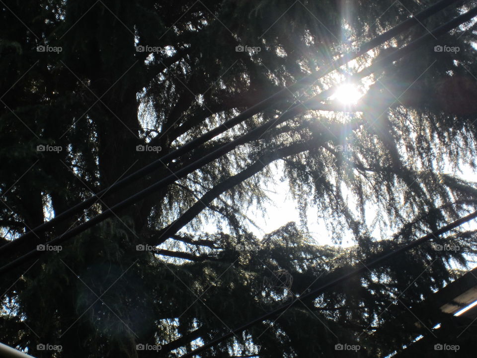 Hachiouji, Tokyo, Japan. Sunshine through Trees.