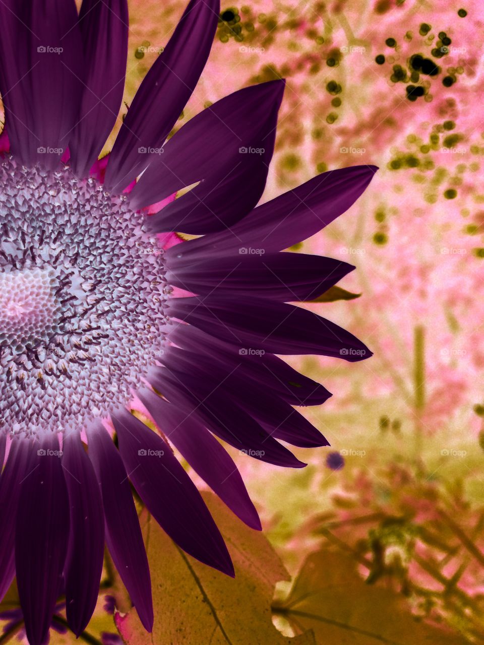 Sun flower . It's always fun to spend some time out in the garden. You never know what you'll come across.