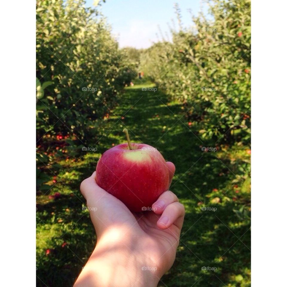 Apple picking