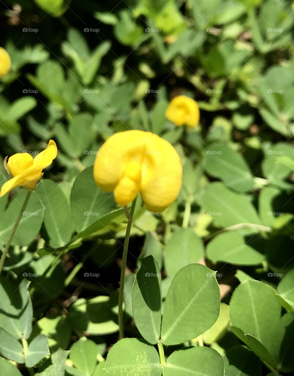 Arachis hypogaea  L. 