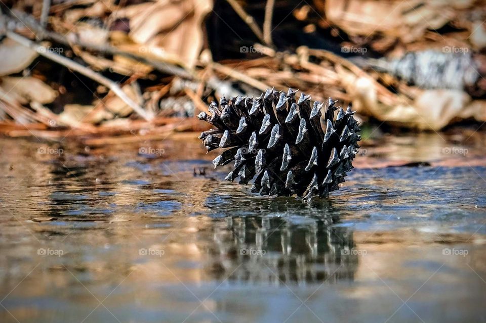 Foap, Signs of Winter: A fallen pine cone rests on a frozen creek. Raleigh, North Carolina. 