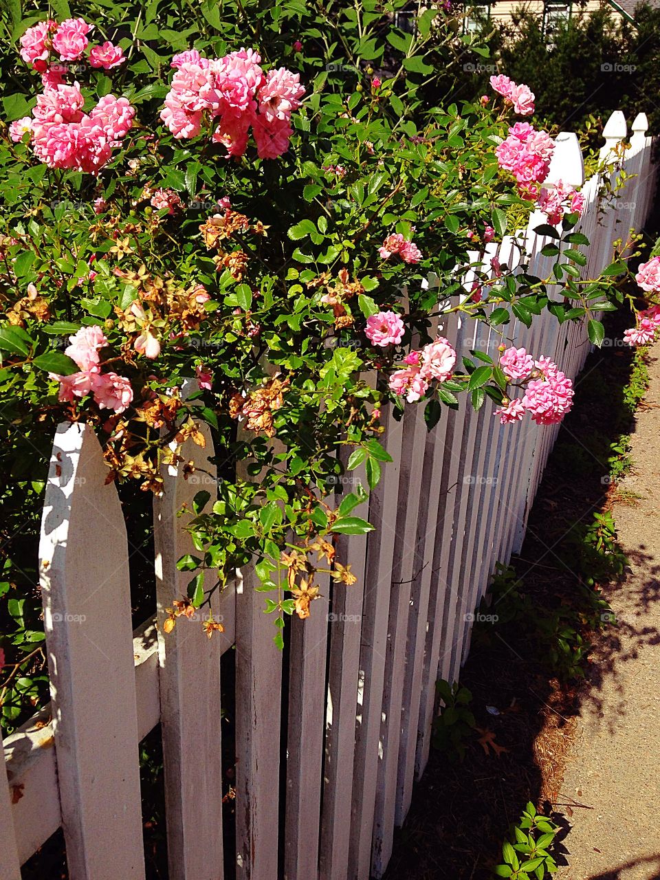 White picket fence
