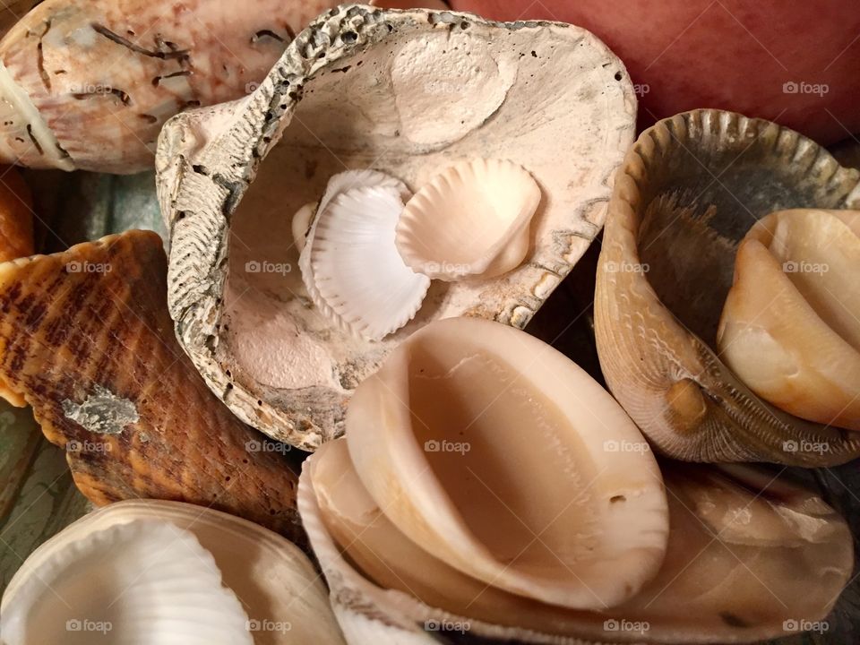 Seashells